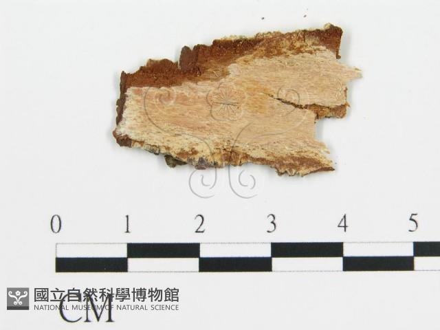 登錄號:F0016775藏品圖，第3張