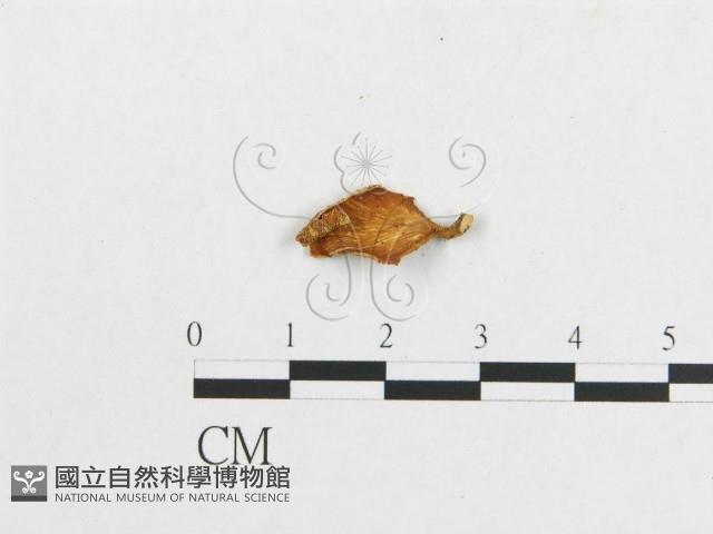 多孔菌屬藏品圖，第3張