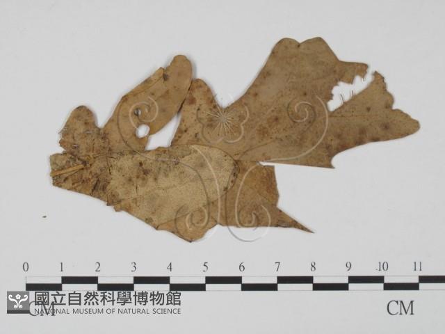 登錄號:F0011775藏品圖，第3張