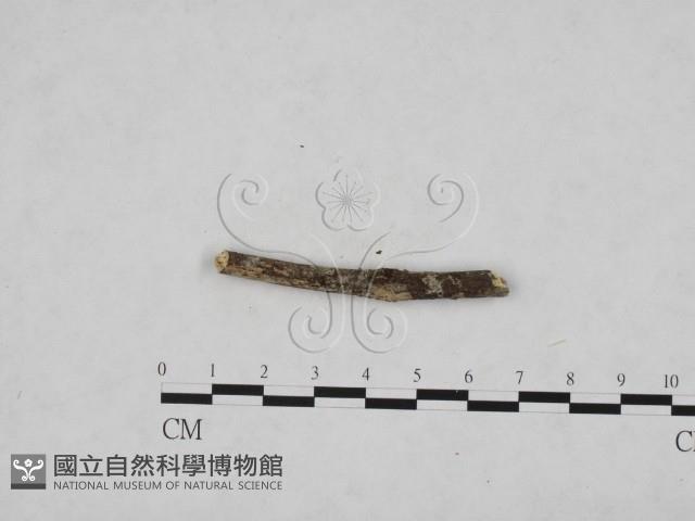 登錄號:F0024775藏品圖，第3張