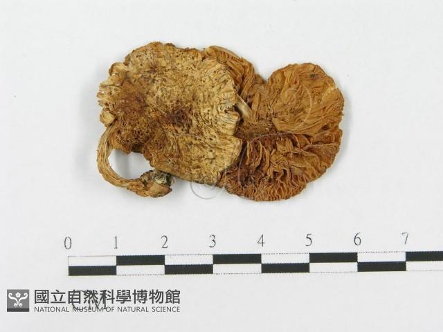 登錄號:F0004775藏品圖，第3張