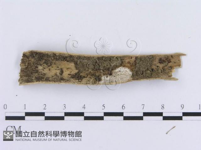 登錄號:F0012775藏品圖，第3張