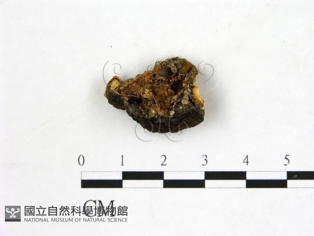 登錄號:F0007775藏品圖，第3張