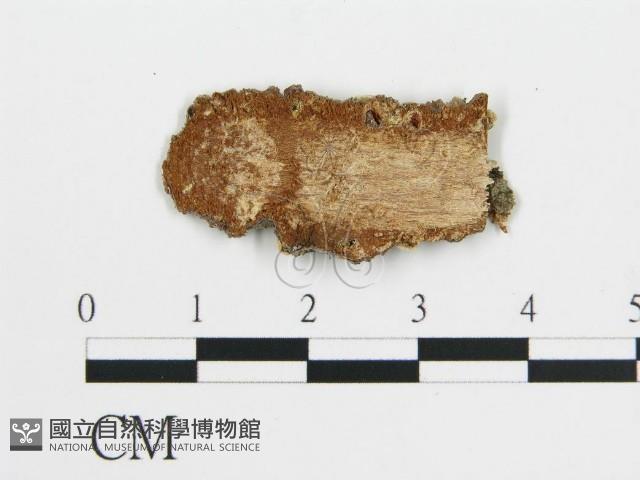 登錄號:F0017775藏品圖，第3張