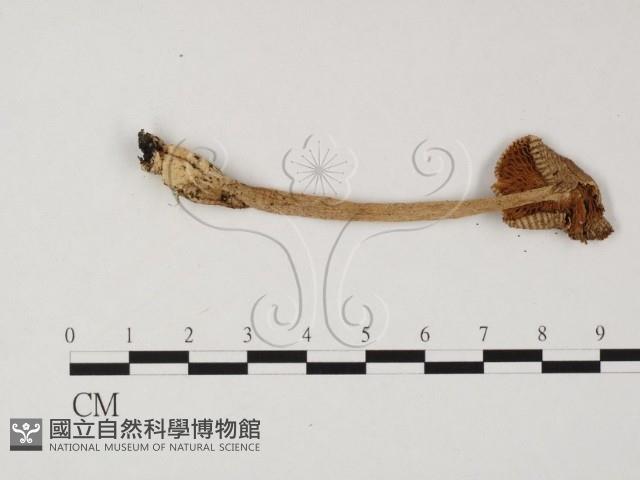 登錄號:F0025775藏品圖，第3張