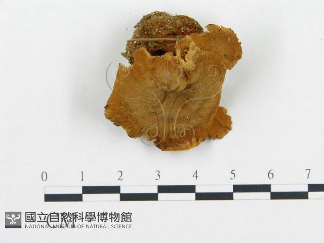 登錄號:F0005775藏品圖，第3張