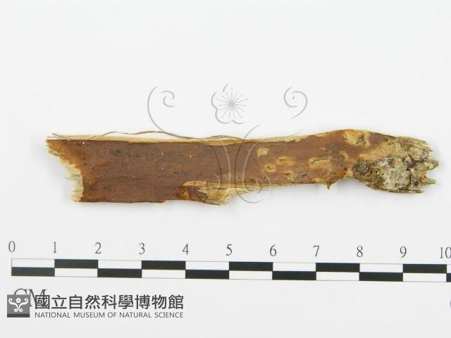 登錄號:F0015775藏品圖，第1張