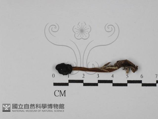 登錄號:F0029775藏品圖，第3張