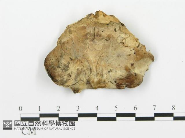 登錄號:F0019775藏品圖，第1張
