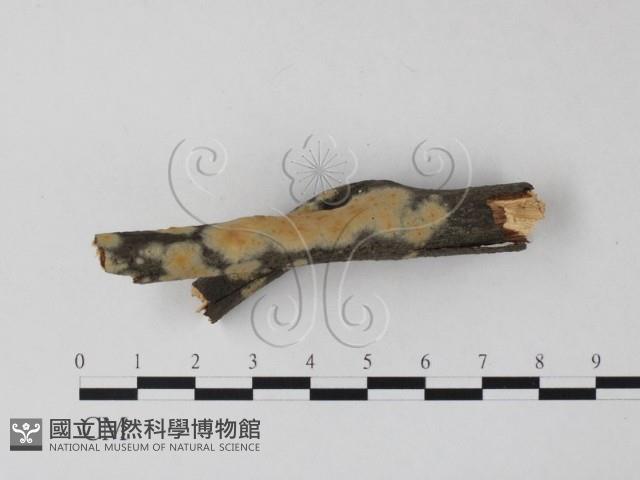 筍殼菌屬藏品圖，第3張