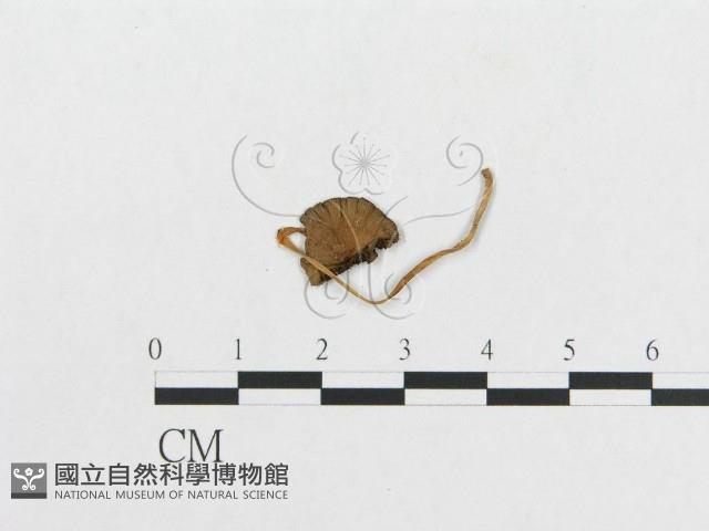 登錄號:F0008575藏品圖，第3張