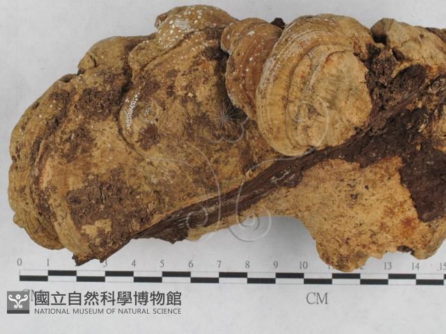 登錄號:F0010575藏品圖，第1張