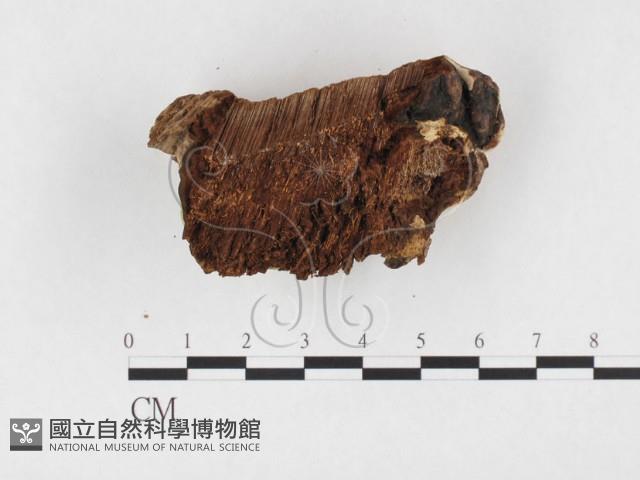 靈芝屬藏品圖，第3張