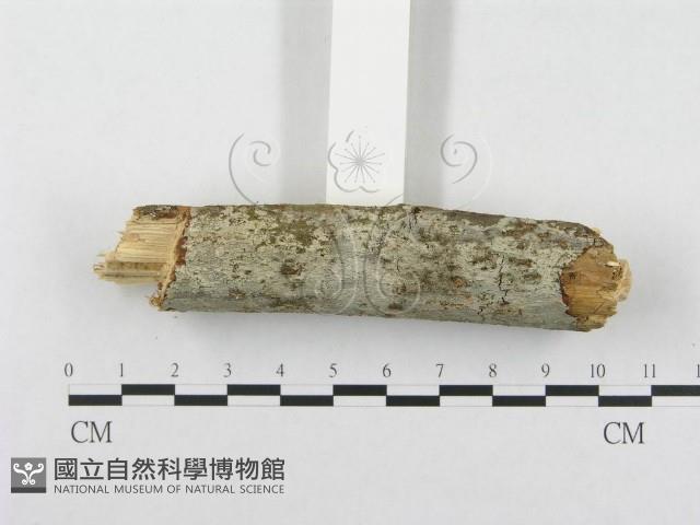 登錄號:F0001575藏品圖，第3張