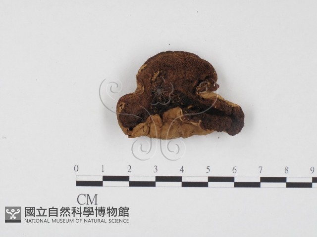 登錄號:F0024575藏品圖，第3張