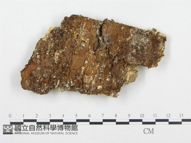 登錄號:F0004575藏品圖，第3張