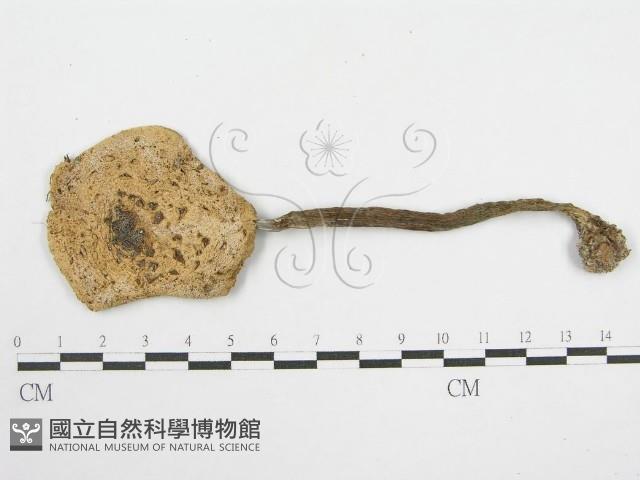 登錄號:F0012575藏品圖，第3張