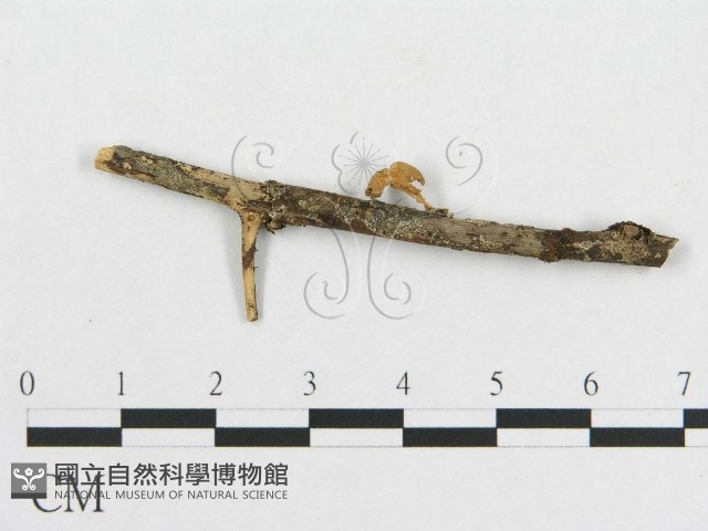 登錄號:F0007575藏品圖，第3張