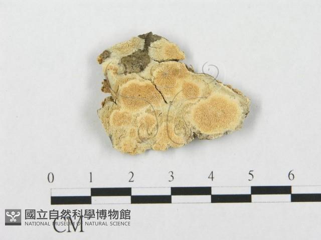 登錄號:F0017575藏品圖，第1張