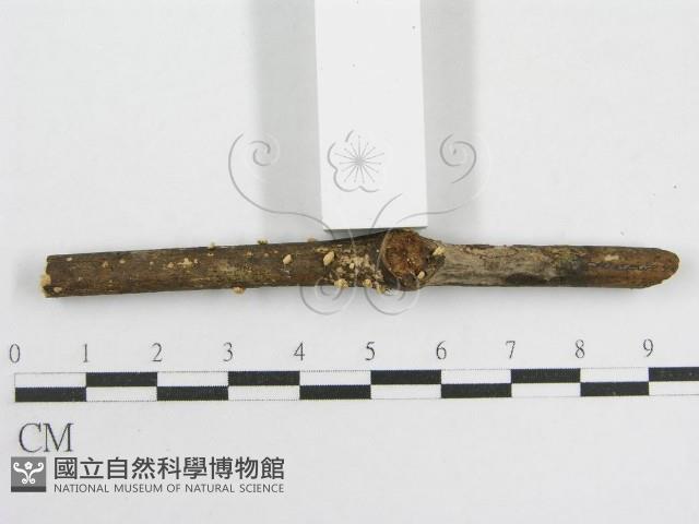 登錄號:F0005575藏品圖，第3張