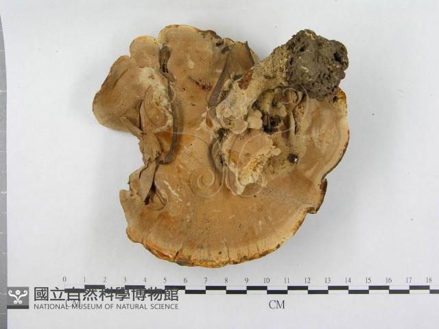 登錄號:F0015575藏品圖，第3張