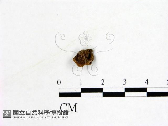 登錄號:F0019575藏品圖，第3張