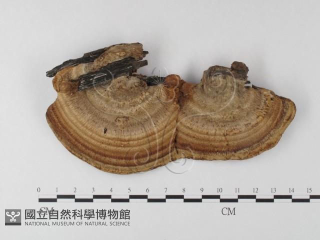 登錄號:F0023575藏品圖，第3張