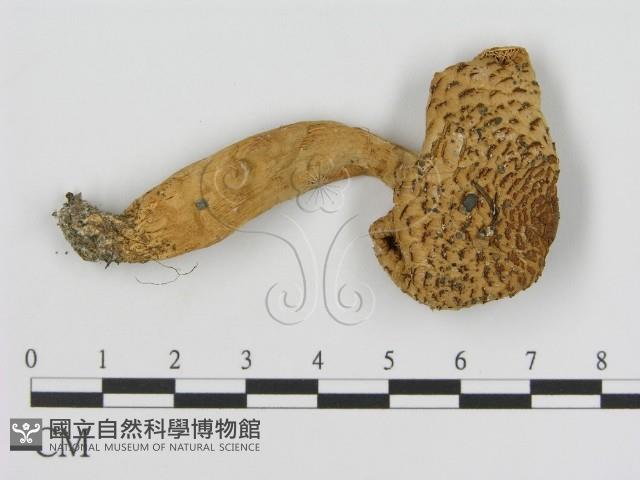 登錄號:F0003575藏品圖，第3張