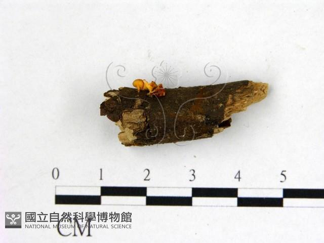 登錄號:F0020175藏品圖，第3張
