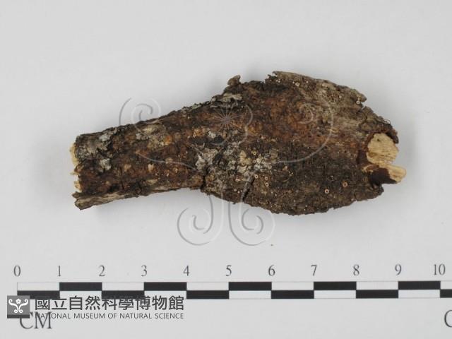 登錄號:F0010175藏品圖，第3張