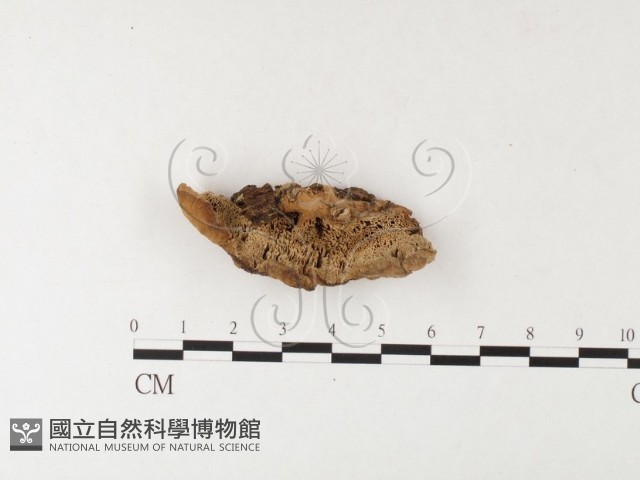 殘孔菌屬藏品圖，第1張