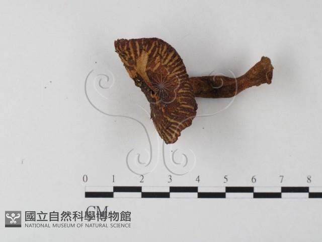 登錄號:F0016175藏品圖，第3張