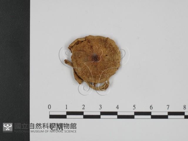 登錄號:F0001175藏品圖，第3張
