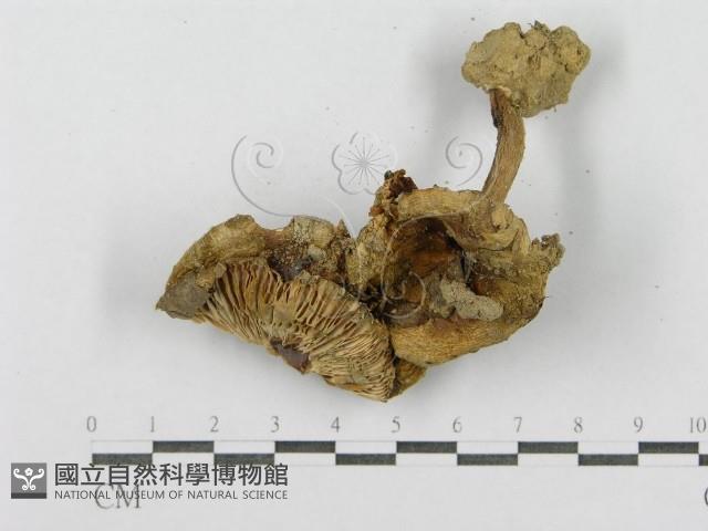 登錄號:F0011175藏品圖，第3張