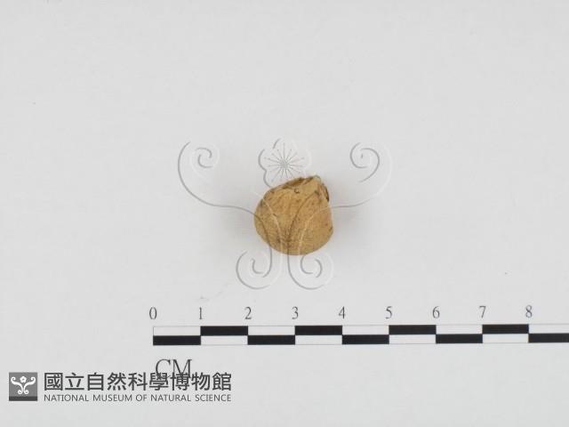 登錄號:F0024175藏品圖，第3張