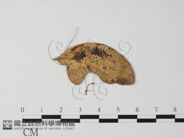 登錄號:F0014175藏品圖，第3張
