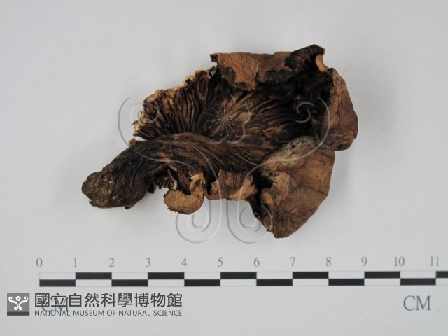 登錄號:F0002175藏品圖，第3張