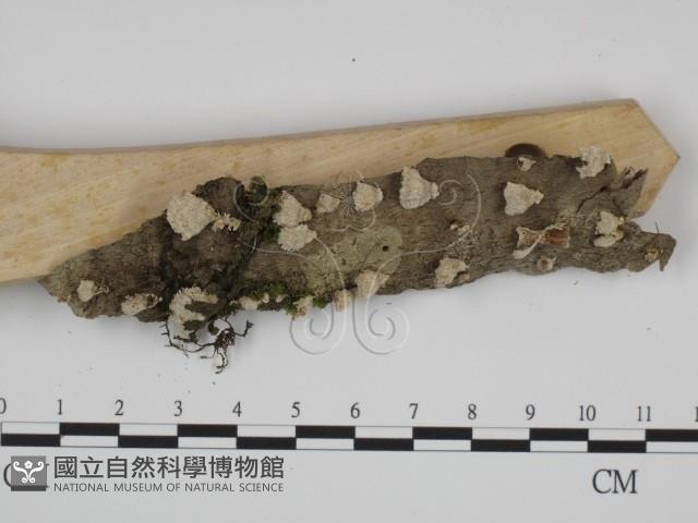附毛菌屬藏品圖，第3張