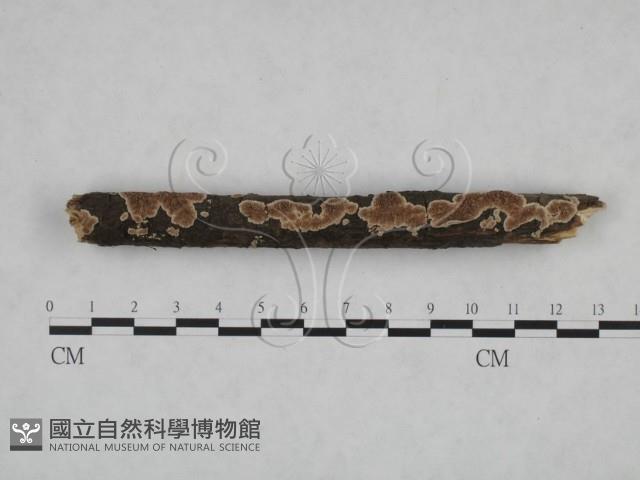 附毛菌屬藏品圖，第3張