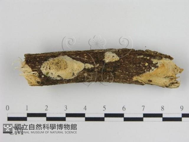 登錄號:F0019175藏品圖，第1張