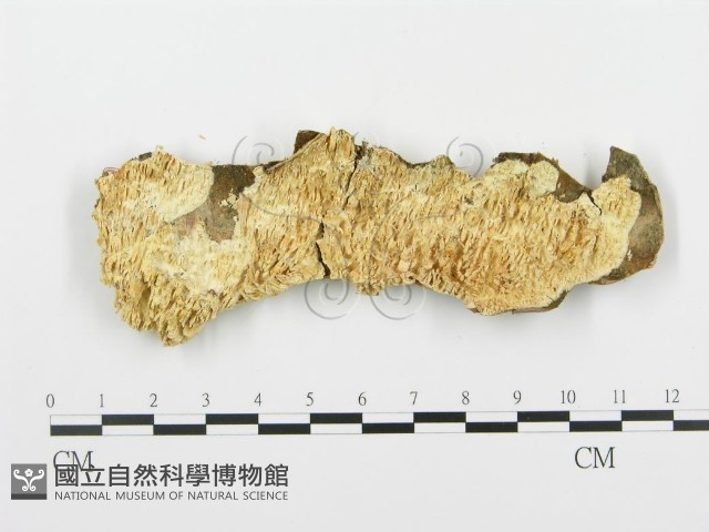 登錄號:F0003175藏品圖，第3張