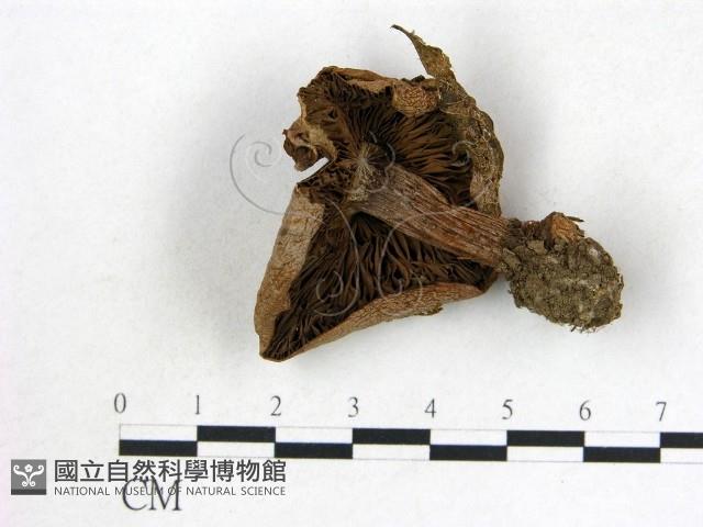 登錄號:F0013175藏品圖，第3張
