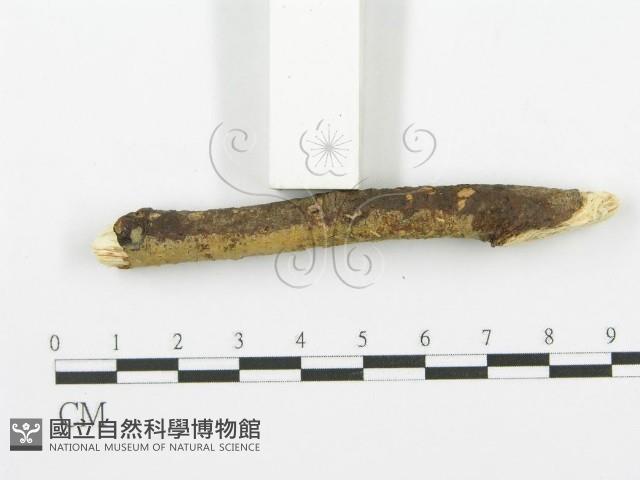 登錄號:F0000075藏品圖，第3張