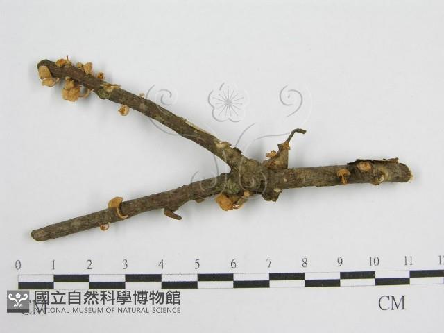 微皮傘屬藏品圖，第3張