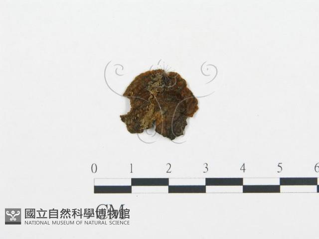 登錄號:F0001075藏品圖，第3張