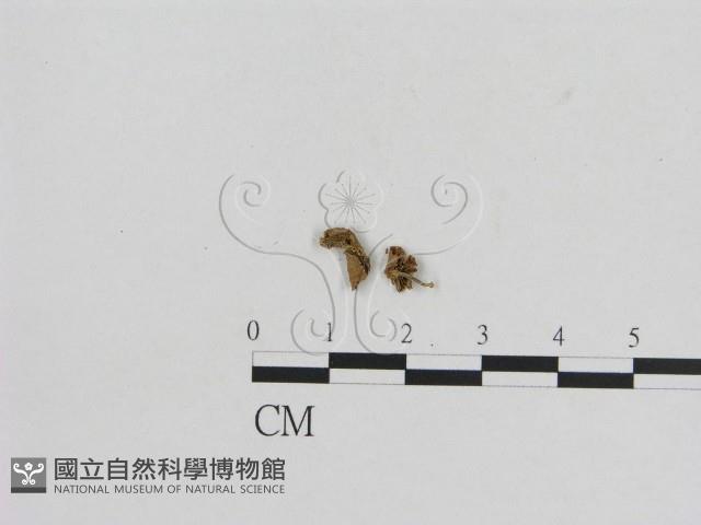 小菇屬藏品圖，第3張