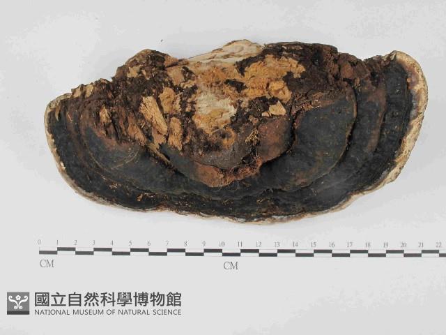 松生擬層孔菌藏品圖，第3張