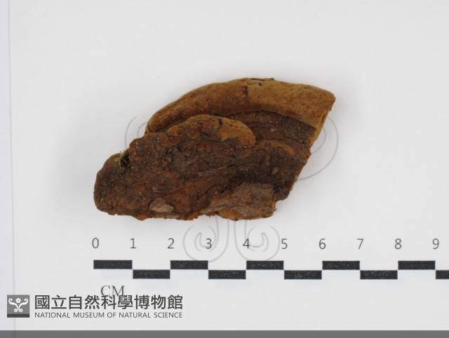 登錄號:F0034075藏品圖，第3張