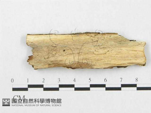 登錄號:F0007075藏品圖，第3張