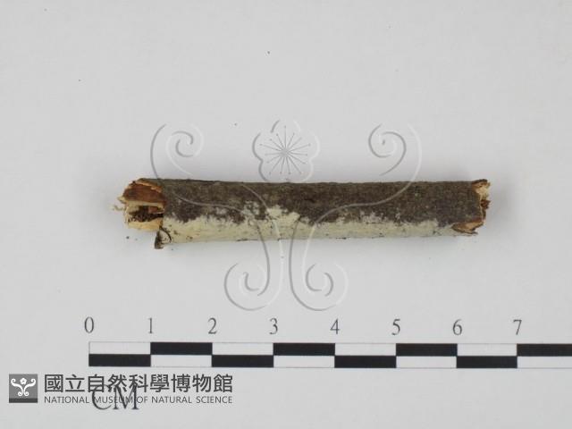 冇骨消絲齒菌藏品圖，第3張